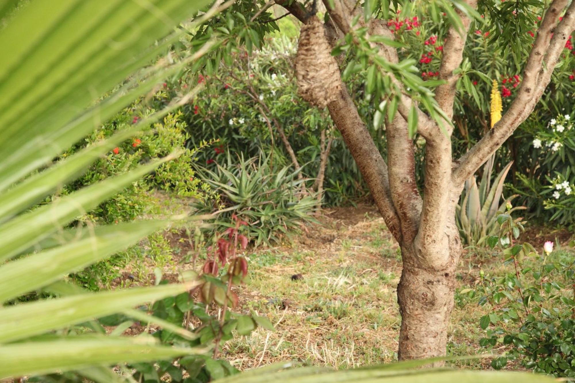 马拉加The Dragonfly Retreat公寓 外观 照片